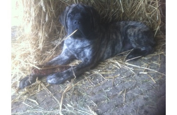 Fynston fawn des Mastiffs d'Enfer