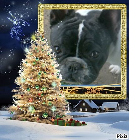 Folie des mastiffs d'enfer des boul'pop